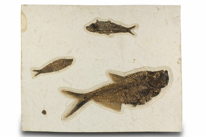 Multiple Fossil Fish (Diplomystus & Knightia) - Wall Mount #300107